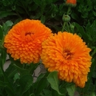 Classic Flower bed plants mature calendula officinalis seeds for planting