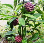 Bulk supply 1kg ripe Kadsura coccinea seeds black tiger fruit seed for sale