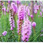 Beautiful bulk sale raw Dense Gayfeather seeds Blazing star purple flowers for sale