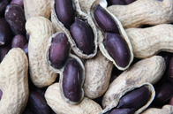 NON-GMO Natural rich in selenium Black Peanut seeds Arachis hypogaea for planting
