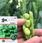 Candou dry new collected Vicia faba high germination fava bean seeds for sale