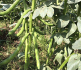 Crop seed broad bean seeds high yeild faba bean for farmland planting