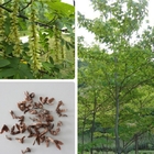 Small-Winged Wingnut Tree Pterocarya stenoptera seeds for planting
