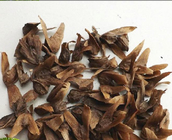Tall tree wholesale Chinese wingnut seeds fresh dried for sowing
