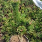 Hot selling bulk Japanese White Pine seeds for decoration tree planting