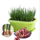 High yeild vegetable bulbs Allium ascalonicum roots for planting 1000g