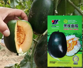 F1 High sweet soft waxy black skin sweet melon seeds for edible fruit planting