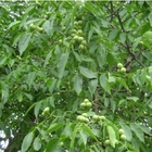 Top grade park viewing tree matured whole walnut seeds for sale