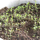 Daisy vegetable plant big leaf Chrysanthemum coronarium seeds for sowing 250g
