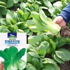 NON-GMO fast growing Bagged hybrid f1 bok choy seeds with green leaves
