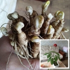 Small New Fresh Roots Young Ginseng Seedlings For Inhouse Or Garden Planting