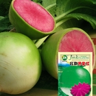 Round rhizome early maturity Chinese red meat radish seeds for planting 5g