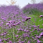 Landscape decoration Common verbena officinalis seeds common vervain seed