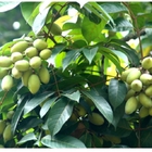 Wholesale Chinese white olive seed raw Canarium album seeds for planting