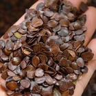 SENNA SIAMEA seeds Siamese cassia, kassod tree cassod tree seeds
