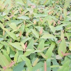 Loose packing natural raw Eucalyptus seeds fast growing for planting