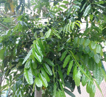 New crop Khaya Ivorensis seeds African mahogany seed Lagos mahogany