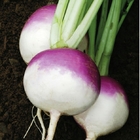 30pcs seeds new Purple top turnip seeds for vegetables sowing