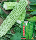 Buy Organic Green Bitter Melon Seeds high germination 10pcs Online For Sale