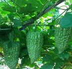 10pcs Medium size high sprouting rate new balsam pear seeds for sale