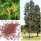 Evergreen tree decoration Chinese weeping cypress seeds for sale
