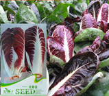 500pcs NON-GMO f1 purple red Radicchio seeds for vegetables planting