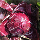 New supply hybrid f1 lettuce radicchio seeds round balls shape for sale