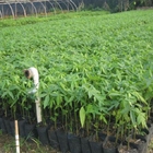 Manufacturers Chinese good Fortune tree seeds drought tolerant plant