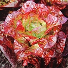 Salad leaf vegetable Lettuce lactuca sativa seeds for planting 5g