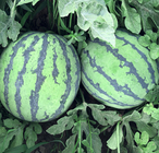 Early mature 8424 watermelon seeds f1 with disease-resistant High sweetness