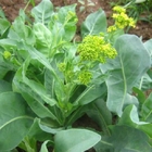 Herbal plants buy Isatis indigotica Fort seeds for garden planting