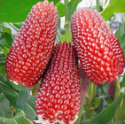 Cute mini edible red strawberry corn seeds for planting 100pcs