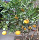 New crop bulk Citrus aurantium seeds bitter orange seed for planting