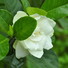 Evergreen fragrant Cape jasmine Gardenia jasminoides seeds for sale