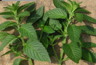 Aromatic herb Peppermint seeds 100pcs for sale