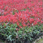 Red leaf tree Evergreen shrub Fraser's photinia seeds for planting