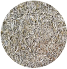 1kg Ripe Fescues grass seeds low maintenance for sale
