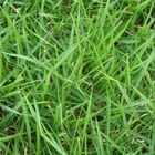 1kg Ripe Fescues grass seeds low maintenance for sale