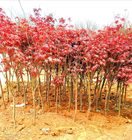 Japanese RedMaple seedlings young plants Japan red maple trees