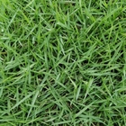 New Zoysia japonica seed Japanese Lawngrass seeds for lawn planting