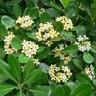 Buy online pittosporum Japanese cheesewood seeds for sale