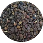 Buy loose china Bulk Flatstem milkvetch seeds for sale