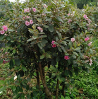 Wild Rhodomyrtus tomentosa seeds rose myrtle seed for sale