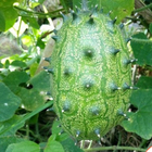 Bulk spiked melon seeds jelly melon kiwano cuke-a-saurus seeds for sowing