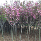 Wholesale Landscape beautiful cherry blossom tree seedlings for sale