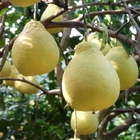 Bulk Citrus maxima seeds Pomelo tree Pummelo seeds for sale