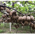 Wholesale Fruit tree Actinidia chinensis seeds Chinese Gooseberry seed