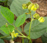 NON-GMO 1kg mung beans seeds green gram maash moong monggo munggo seeds