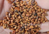 Bulk mixed colors Rosa chinensis seeds China rose seed for sale