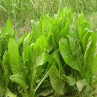 Bulk Leafy vegetable endive Cichorium endivia seeds for planting